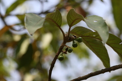 Litsea deccanensis
